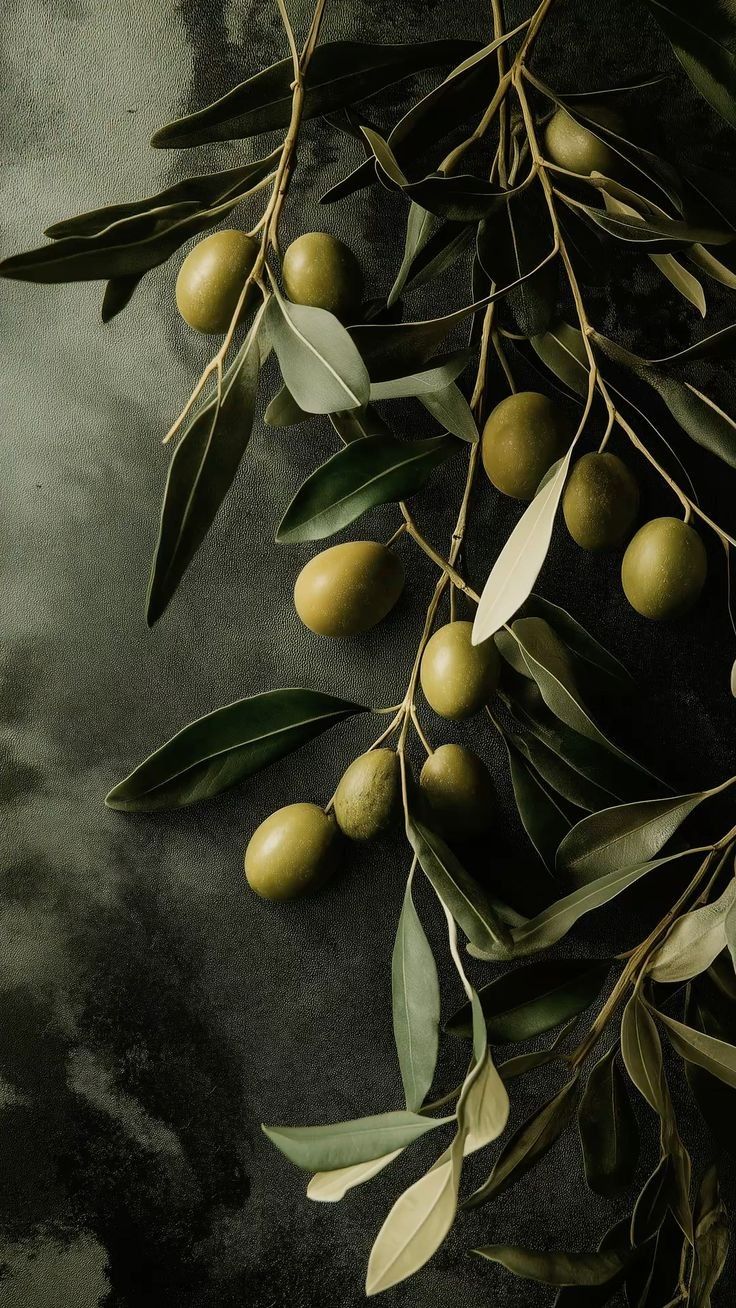Olive branches